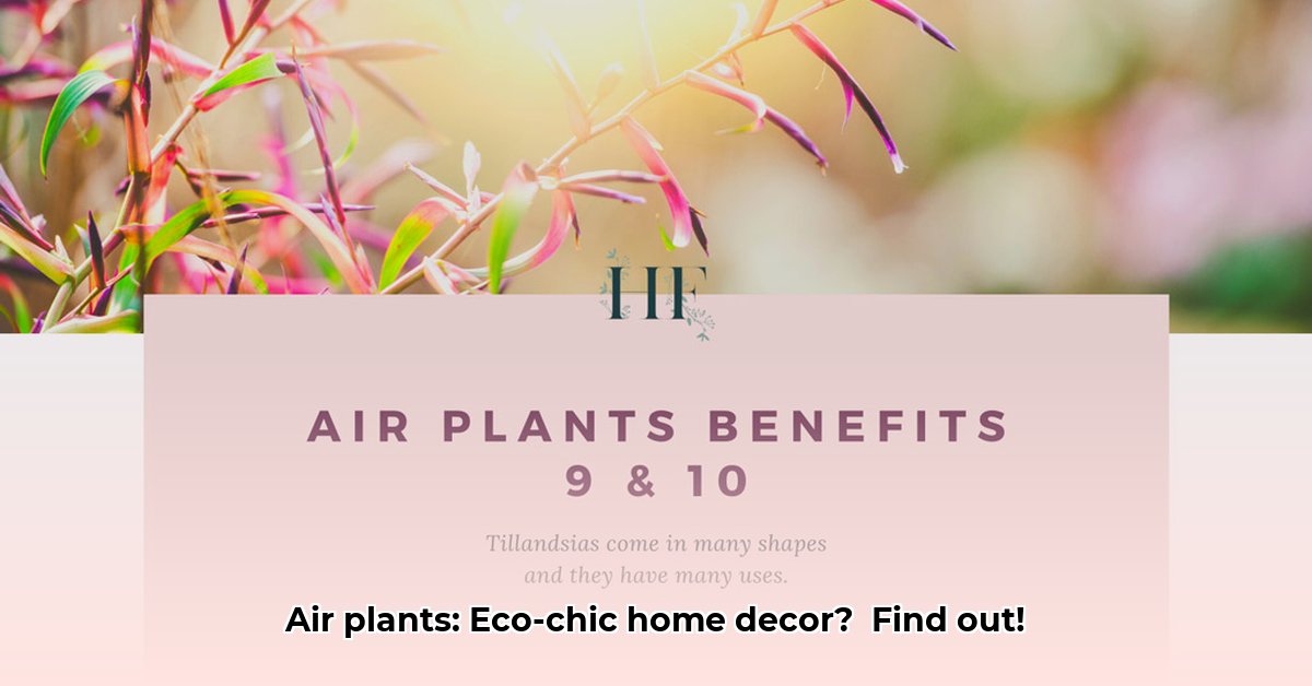 benefits-of-air-plants
